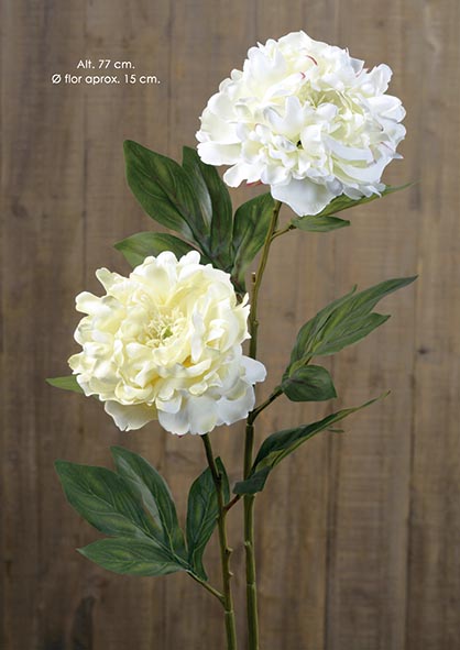 PEONIA. 77 cm. Crema.