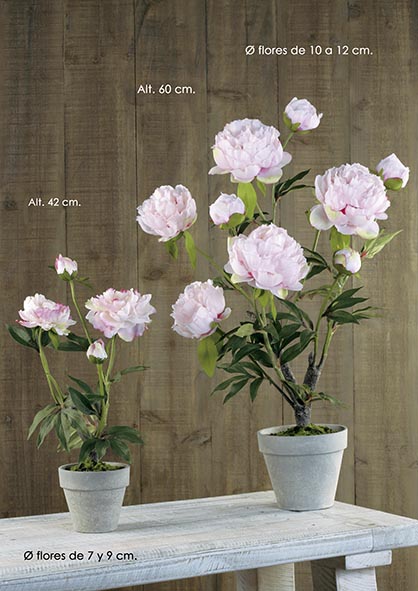 MACETA PEONIA 5 fl-5 cap. 60 cm. Rosa.