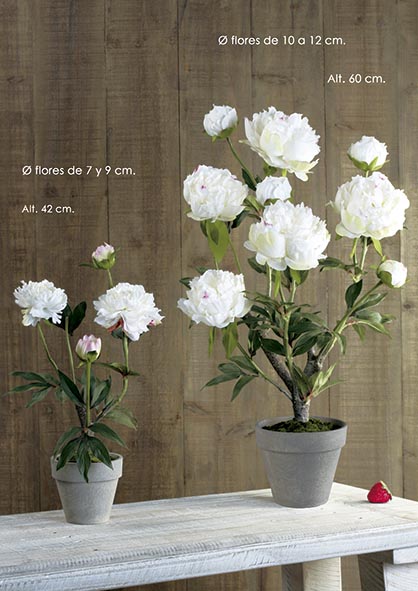 MACETA PEONIA 5 fl-5 cap. 60 cm. Crema.