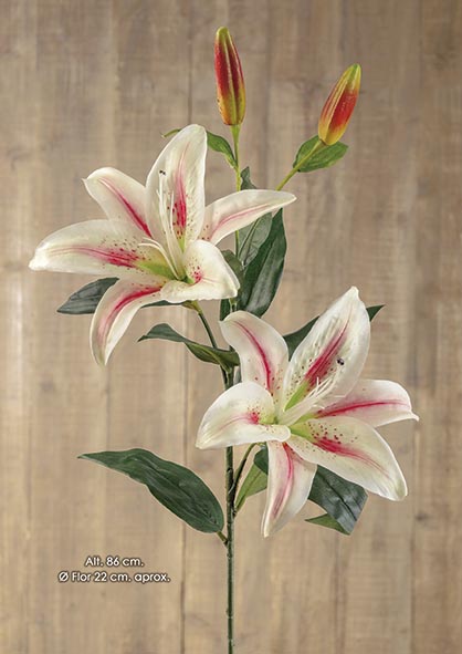 LILIUM x 2, 2 cap. 86 cm. Mixturado.