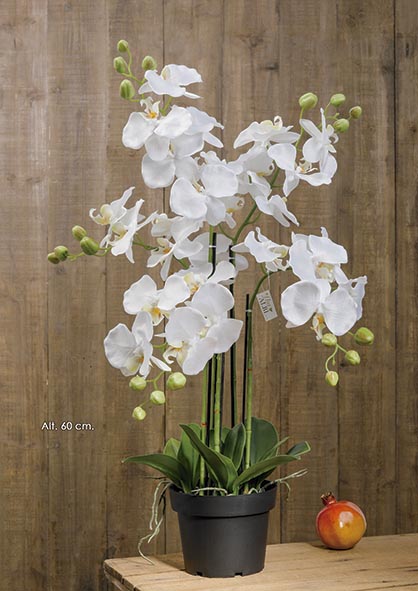 MACETA PHALAENOPSIS x 5. 60 cm. Crema.