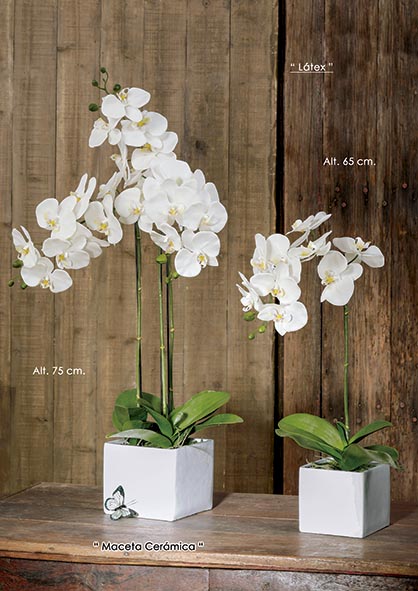 MACETA PHALAENOPSIS x 26. 75 cm. Crema