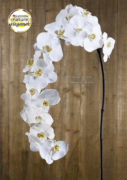 PHALAENOPSIS x 20. 167 cm. Crema