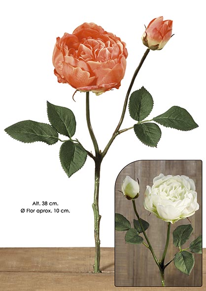 ENGLISH ROSE x 2. 38 cm. Crema.