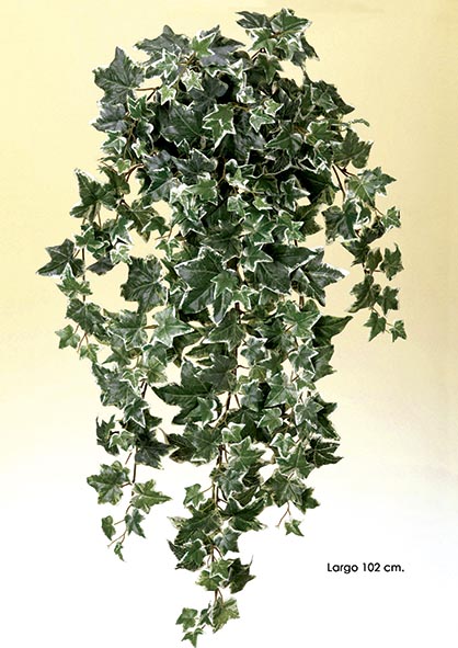 HIEDRA x 250 h. 102 cm. Variegata.