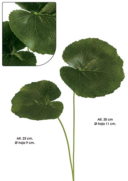 HOJA GALAX. 30 cm. Mixturado.