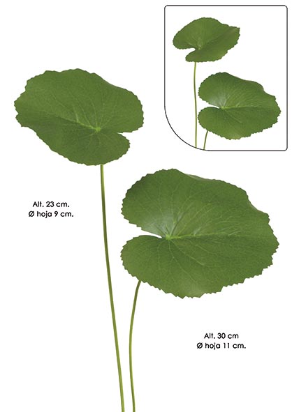 HOJA GALAX. 30 cm. Verde.