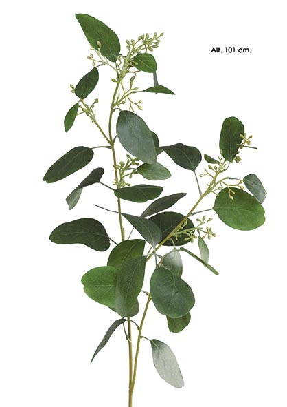 EUCALYPTUS-BROTES.  101 cm. Verde.