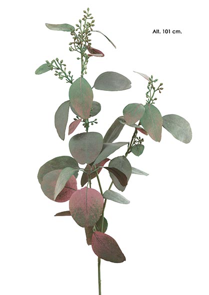 EUCALYPTUS-BROTES.  101 cm. Mixturado.