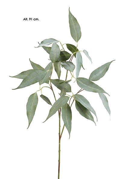 EUCALYPTUS CAMALDULENSIS. 91 cm.Verde Gr