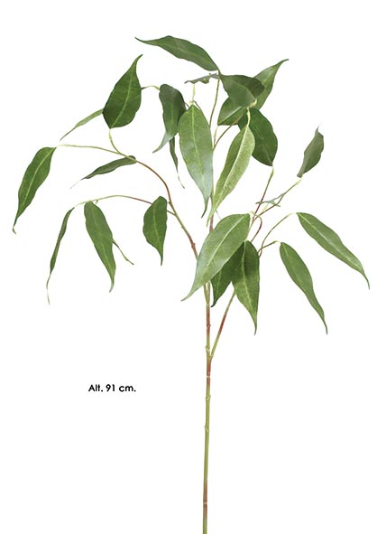 EUCALYPTUS CAMALDULENSIS. 91 cm. Verde.