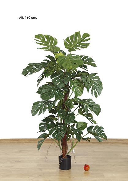 MONSTERA x 48 h. 160 cm. Verde.