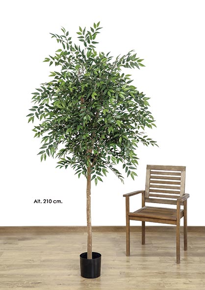 MACETA FICUS x 3094h. 210 cm. Verde.