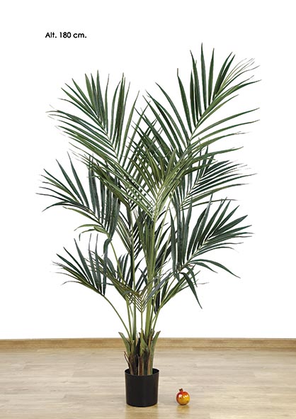 KENTIA PALM x 260 h. 180 cm. Verde.