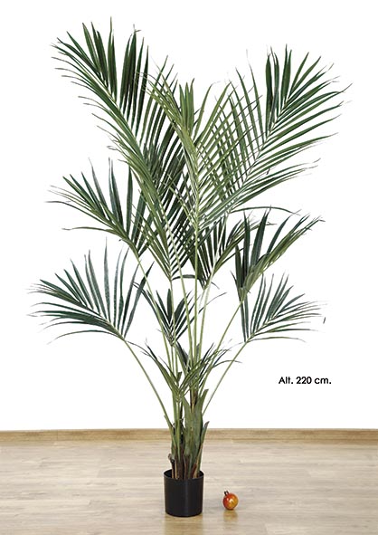 KENTIA PALM x 294 h. 220 cm. Verde.