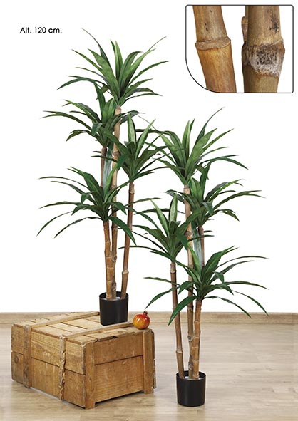 MACETA DRACAENA x 4. 120 cm. Verde