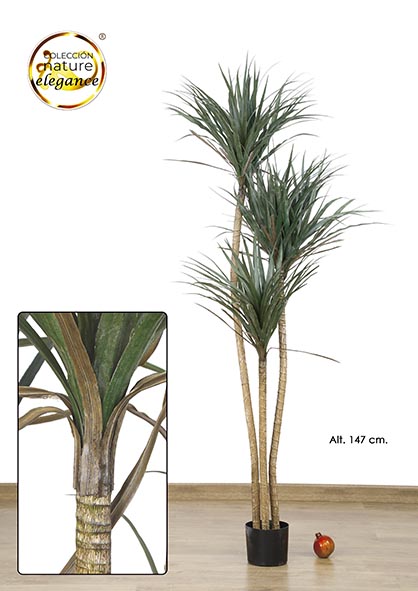 MACETA DRACAENA x 3. 147 cm. Verde.