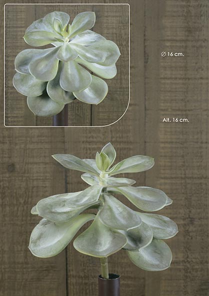 ECHEVERIA. 16cm. Ø16cm. Verde-gris.