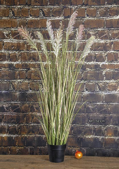 MACETA GRAMÍNEA CORTADERIA x 9. 152 cm.