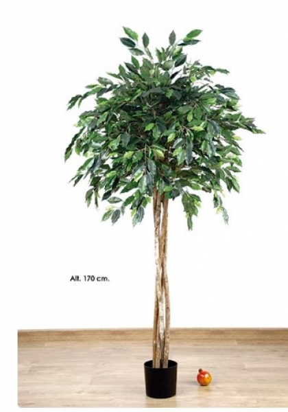 MACETA FICUS BOLA x 1200h. 170 cm. Verde