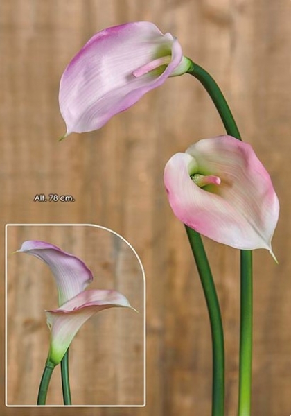 CALLA. 78 cm. Malva Claro.