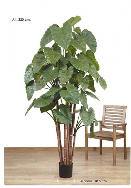 MACETA ALOCASIA CALIODORA. 220 cm.