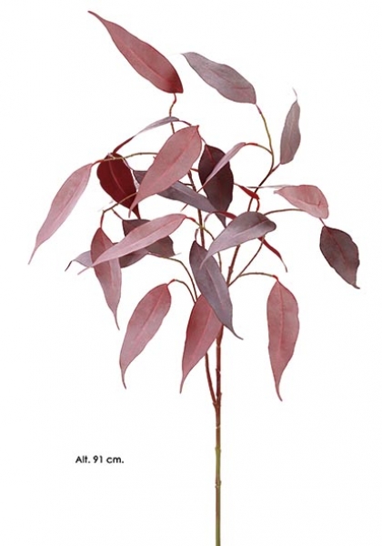 EUCALYPTUS CAMALDULENSIS. 91 cm. Otoño