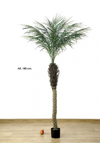 MACETA PHOENIX PALM x 15. 545h. 180 cm.