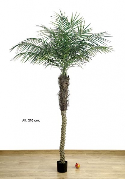 MACETA PHOENIX PALM x 21. 899h. 210 cm.