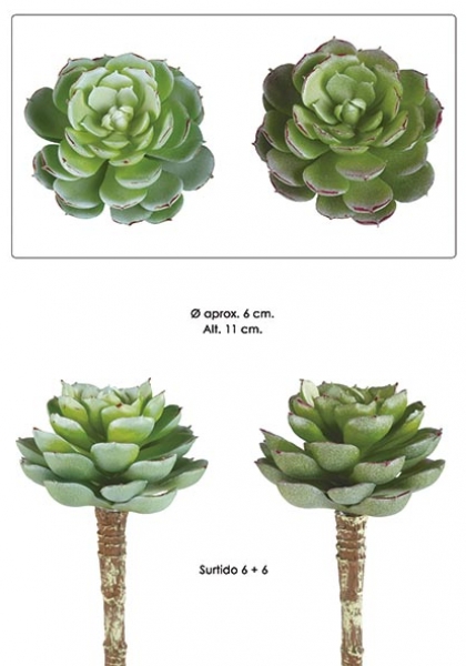 PICK ECHEVERIA. 11 cm. Surtido 6+6