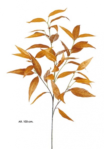 EUCALYPTUS GLOBULUS. 103 cm. Coñac.