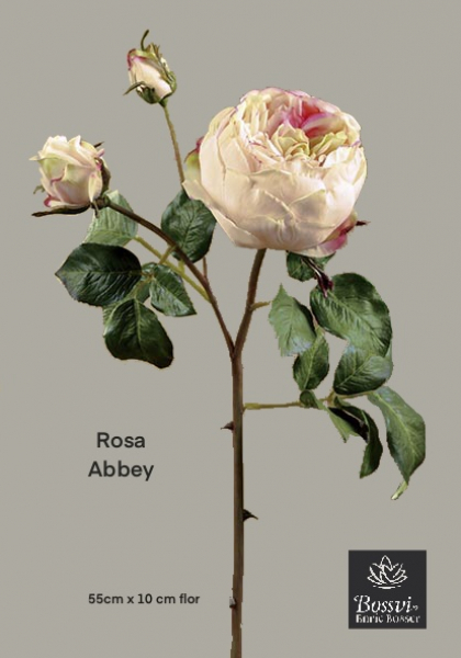 ENGLISH ROSE. 54 cm. Té.