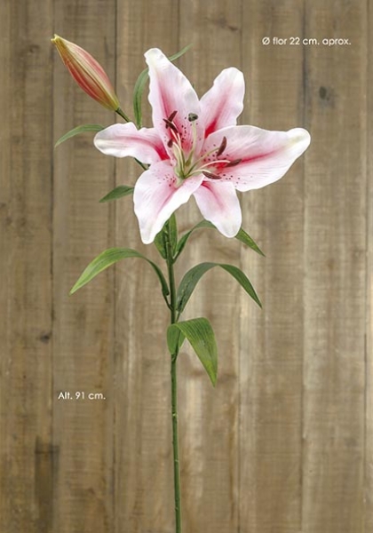 LILIUM CASABLANCA. 91 cm. Fucsia.