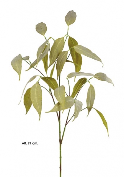 EUCALYP CAMALDULENSIS. 91 cm. V.mustard