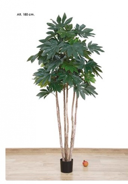 MACETA FATSIA JAPÓNICA x 54 h. 180 cm.