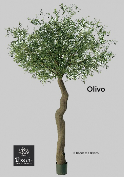 OLIVO x 11084 h, 246 frutos. 310 cm.