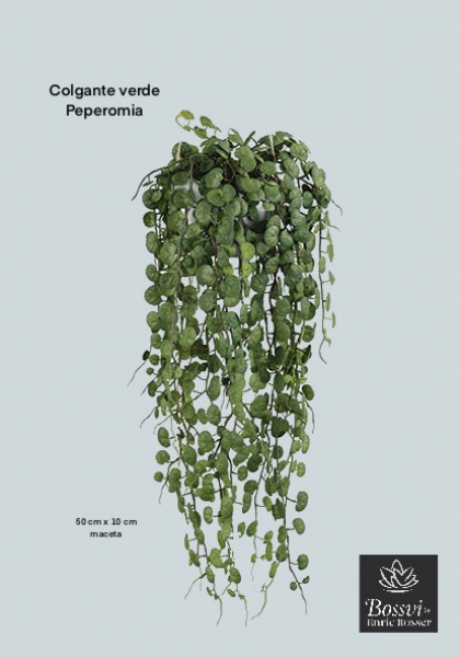 COLG. MACETA PEPEROMIA PROSTRATA. 50 cm.