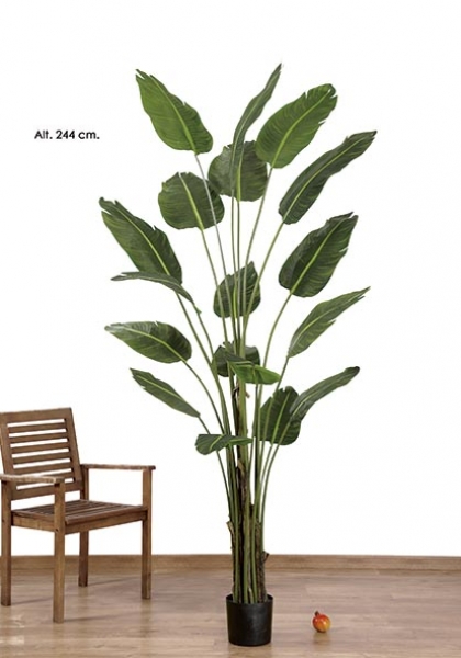 TRAVELLER PALM x 18. 244 cm. Verde.