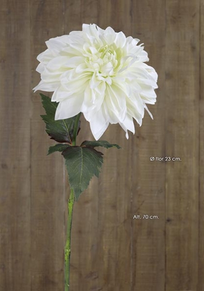 GIANT DAHLIA. Ø Flor 23 cm. Crema.