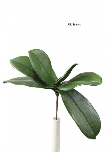 HOJA PHALAENOPSIS x 6. 36 cm.