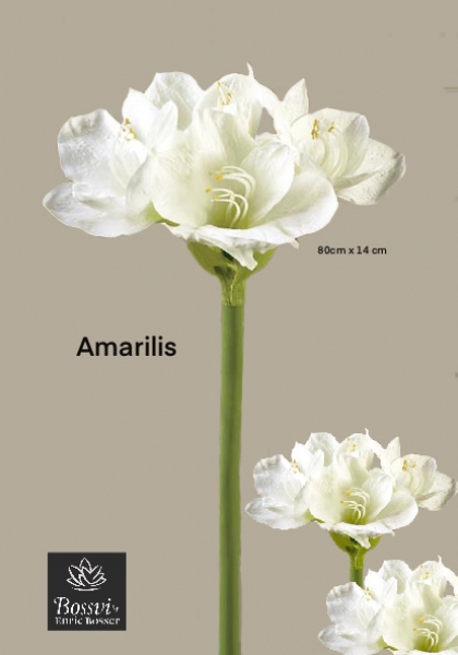 AMARYLLIS x 5.  82 cm. Crema.