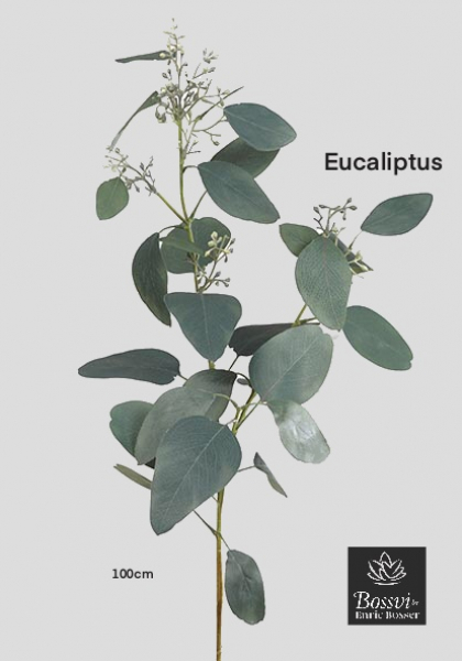 EUCALYPTUS-BROTES.  101 cm. Gris.