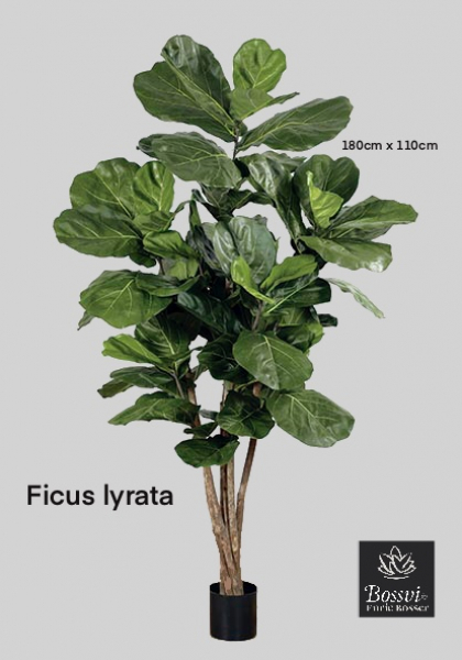 MACETA FICUS LYRATA x 82h. 180 cm.