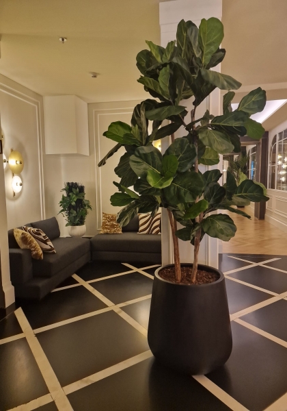 MACETA FICUS LYRATA. 230 cm. Verde.