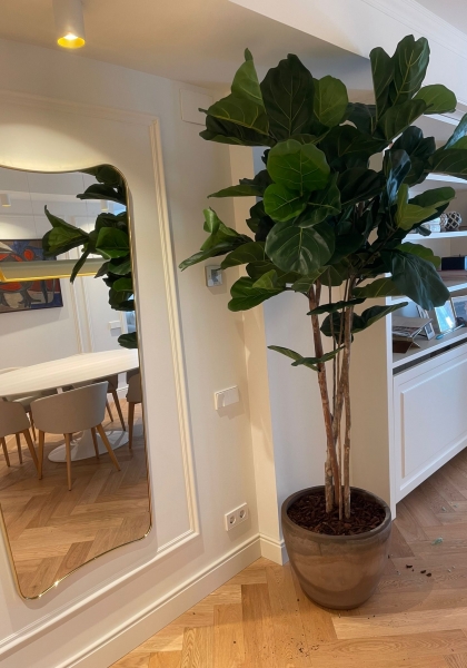 MACETA FICUS LYRATA. 205 cm. Verde.