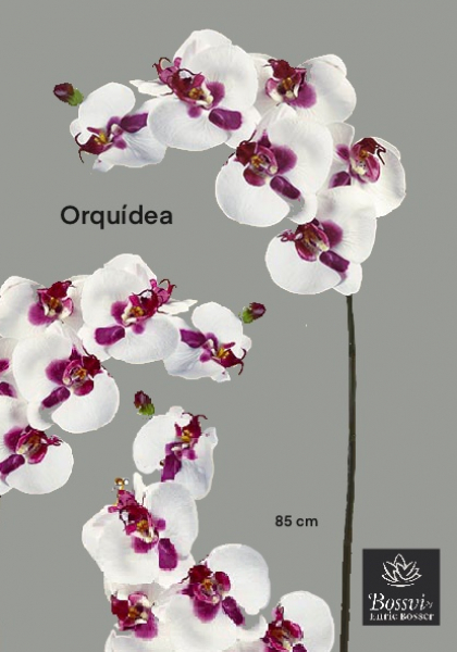 PHALAENOPSIS x 7. 85 cm. Morado.