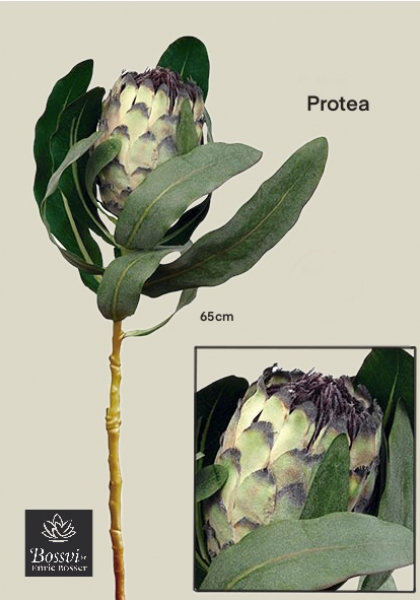 PROTEA. 68 cm. Mixturado.