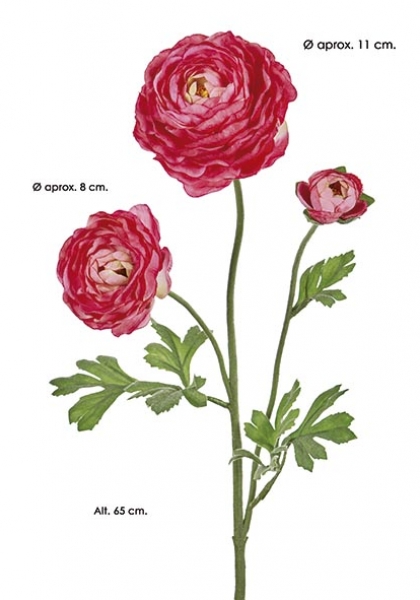 RANUNCULUS x 3. 65 cm. Cereza