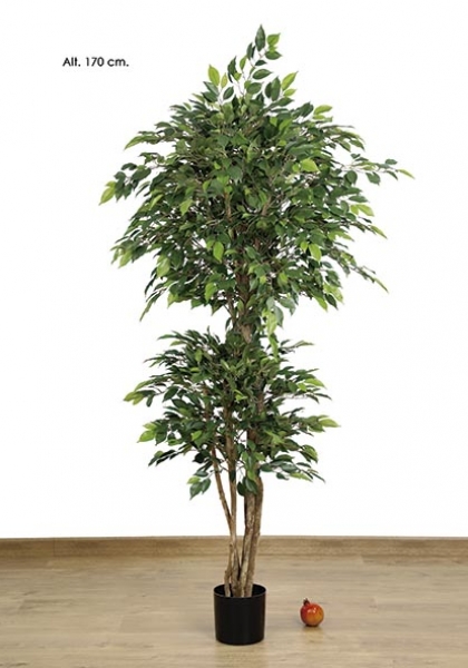 FICUS NATASJA. 170 cm. Verde