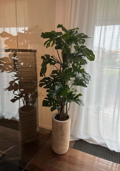 MONSTERA x 60 h. 190 cm. Verde.